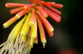 Tiny lace moth on a Red Hot Poker flower