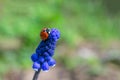 Tiny lady bird insect on blue muscari flower on bokeh backdrop.Summer