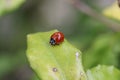 A tiny ladybug