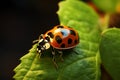 Tiny ladybug crawls along the leafs border, a minuscule explorer Royalty Free Stock Photo