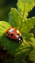 Tiny ladybug crawls along the leafs border, a minuscule explorer Royalty Free Stock Photo