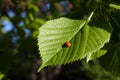 Tiny ladybug on fresh young green leaf outdoors, closeup