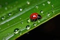 a tiny ladybug on a large green leaf