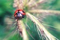 Tiny ladybug