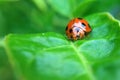 Tiny ladybug