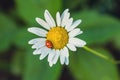 A Tiny Ladybug Resting on a Delicate Daisy in the Summer Sun Royalty Free Stock Photo