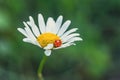 A Tiny Ladybug Resting on a Delicate Daisy in the Summer Sun Royalty Free Stock Photo