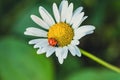 A Tiny Ladybug Resting on a Delicate Daisy in the Summer Sun Royalty Free Stock Photo