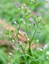 Tiny Ladybugs Walking on Little Ironweed Plant Royalty Free Stock Photo