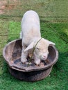 Tiny Lamb Looking For a Drink Royalty Free Stock Photo