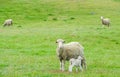 Tiny lamb suck up milk from white sheep in green field in New Zealand Royalty Free Stock Photo