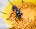 Tiny Lasioglossum dark metallic sweat bee pollinating a daisy flower. Long Island, New York, USA Royalty Free Stock Photo
