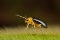 Tiny leaf beetle floating on hairy leave