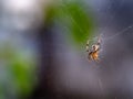 Tiny Leaf-Dwelling Spider: Nature\'s Miniature Guardian