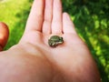 Tiny Leaf Frog Royalty Free Stock Photo