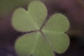 A tiny leaf of shamrock clover. macro close up, soft selective focus. Royalty Free Stock Photo