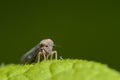 Tiny Leafhopper