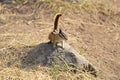 A tiny Least Chipmunk sits on a rock Royalty Free Stock Photo