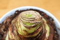 Tiny leaves sprout on an Amaryllis plant Royalty Free Stock Photo