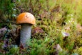 Tiny Leccinum aurantiacum mushroom