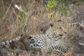 Tiny leopard cub suckling Royalty Free Stock Photo