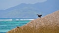 Tiny lesser noddy water bird sitting on a granite rock on popular beach Anse Source d\'Argent on La Digue island, Seychelles. Royalty Free Stock Photo