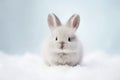 Tiny light grey baby bunny with small ears front view ooking sitting on snowy white and blue background