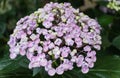 The tiny light purple color of Bigleaf Hydrangea macrophylla Ayesha Royalty Free Stock Photo