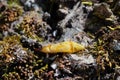 Tiny linden bud and fresh tree moss macro Royalty Free Stock Photo