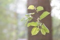 Newborn linden leaves