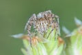 Tiny linx spider Royalty Free Stock Photo