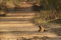 Tiny Lion cub. Royalty Free Stock Photo