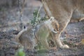 A tiny lion cub standing in the stream of its mother`s urine on a cold day.