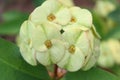 Tiny little beautiful flower looking yellow color