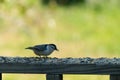 Tiny little bird with food in his beak