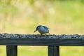 Tiny little bird keeping an eye on his meal