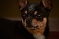 Tiny little black and tan and white Chihuahua posing. black chihuahua Royalty Free Stock Photo