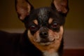 Tiny little black and tan and white Chihuahua posing. black chihuahua Royalty Free Stock Photo