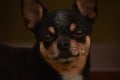 Tiny little black and tan and white Chihuahua posing. black chihuahua Royalty Free Stock Photo