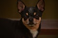 Tiny little black and tan and white Chihuahua posing. black chihuahua Royalty Free Stock Photo