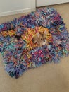 Tiny little chihuaha sitting on fluffy rug Royalty Free Stock Photo