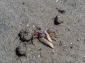 Tiny little crab from Ketam Island in Malaysia