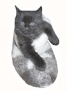 Tiny cute black kitten in felt boot Royalty Free Stock Photo