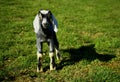 Adorable Cute Goat Kid Standing In Sunny Spring Pasture Royalty Free Stock Photo