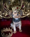 Royal dog portrait with jeweled crown and gold throne