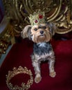 Royal dog portrait with jeweled crown and gold throne