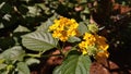 tiny little flowers that bloomed in yellow and profuse Royalty Free Stock Photo