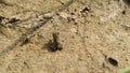 Tiny little frog on the ground. Frog on the Sandy soil. Royalty Free Stock Photo