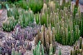 Tiny little green cactus bushes on the rocky ground Royalty Free Stock Photo