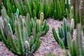 Tiny little green cactus bushes on the rocky ground Royalty Free Stock Photo